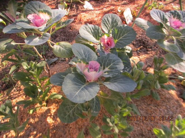 葉ボタンを種から育ててみました 花壇にも