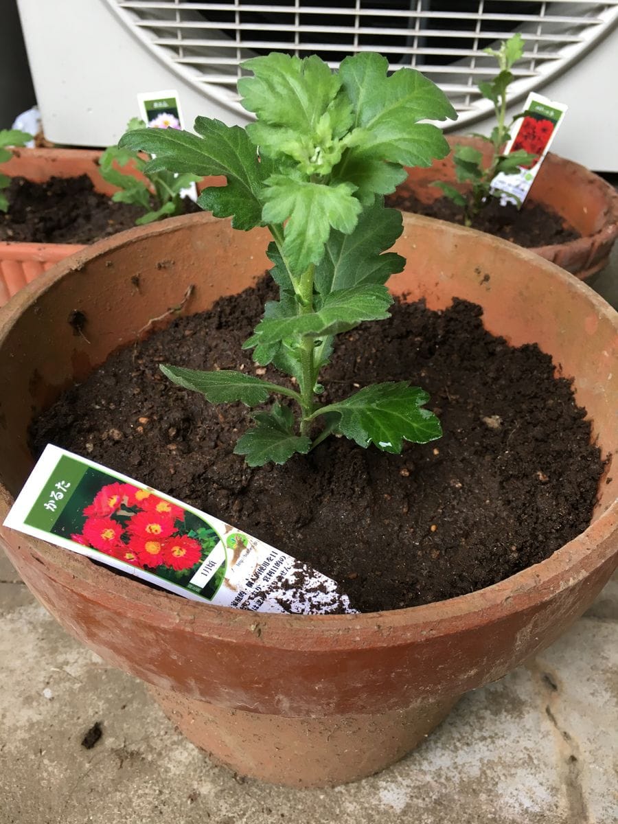 かるた（寒菊小菊） 苗を植えました