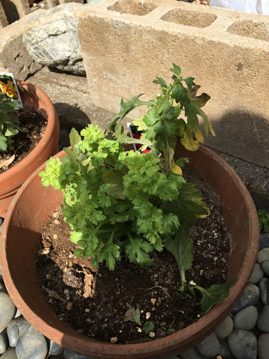 かるた（寒菊小菊） 花を切りました