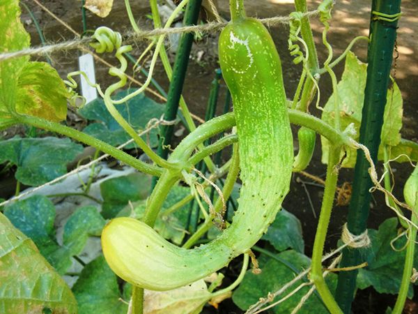 伝統野菜で調べてみよう「わが町の物語」