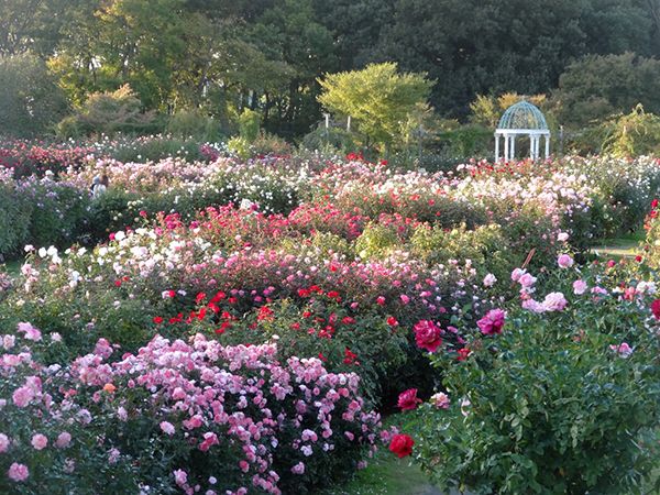 花の個性が際立つ「秋バラ観賞のすすめ」～京成バラ園の歩き方