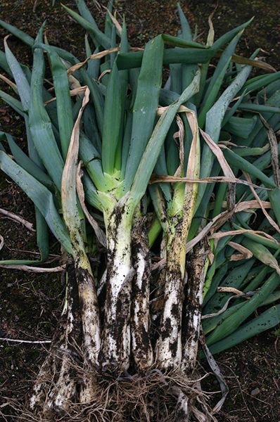 復活！南部太ネギ～郷土の野菜をよみがえらせた名久井農業高校生