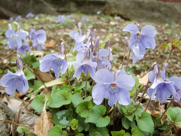 里の春、スミレの花が咲いている～すみれの集い「日本のスミレ展」から