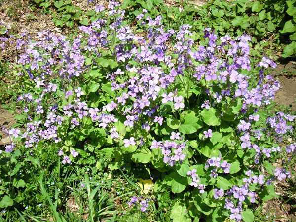 ムラサキハナナが来た道～路傍の花と歩んだ市井の人々の物語