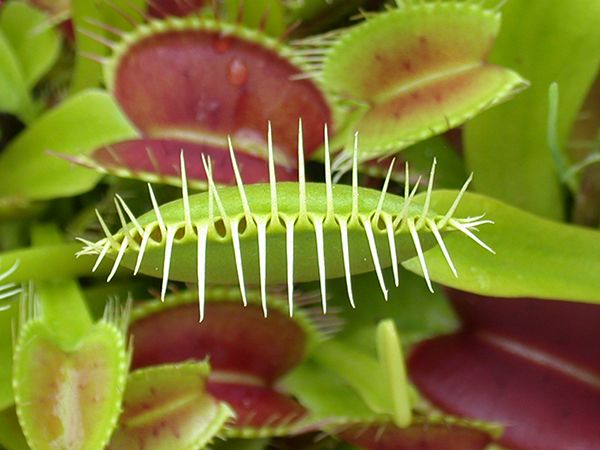 【体験学習イベント】「虫を食べる植物展」大阪府・咲くやこの花館にて開催中！