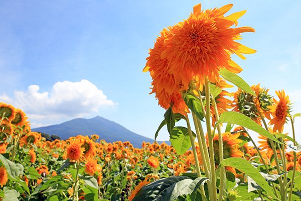 筑波山を背景に100万本のヒマワリが咲き誇る！「あけのひまわり フェスティバル」8/27～9/4