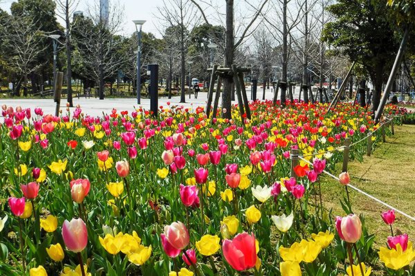 お台場・シンボルプロムナード公園のチューリップが咲き始めました！