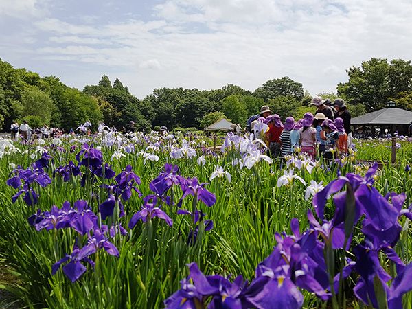 300種、10万本の花菖蒲が楽しめる「第29回東村山菖蒲まつり」6月3日～6月18日