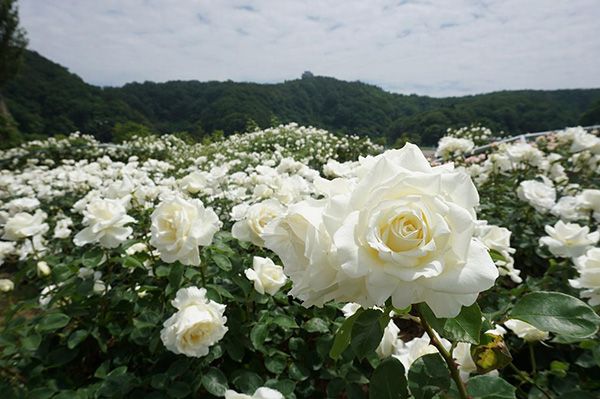 越後丘陵公園で「香りのばらまつり」開催（5/20～6/18）オールドローズから新品種まで約700品種2400株が咲き誇る