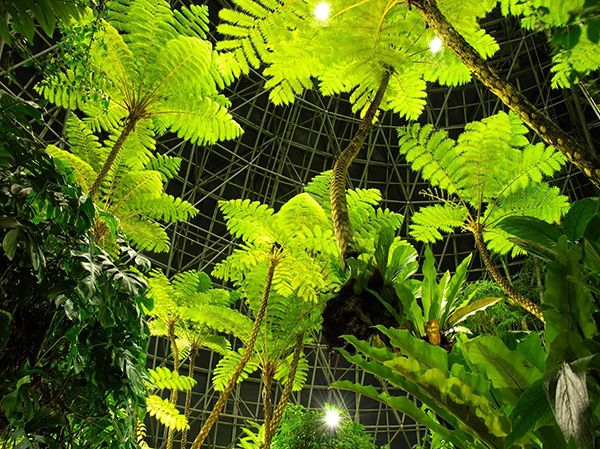 【夜間開園イベント2017】この夏、夜の植物園へ行こう！