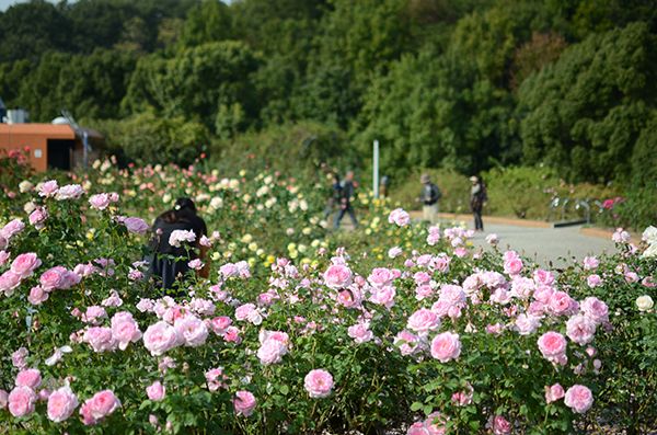 【全国秋バラの祭典ガイド2017】各地の主要イベントを紹介！秋バラを見に出かけよう