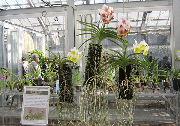 ラン栽培で国内トップの植物園が誇るイベント「つくば蘭展」開催！11月19日～26日