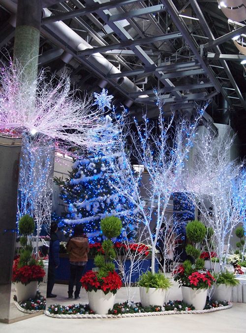 新潟県立植物園「クリスマス展」開催中！12月1日には先着200名にアザレアプレゼントも