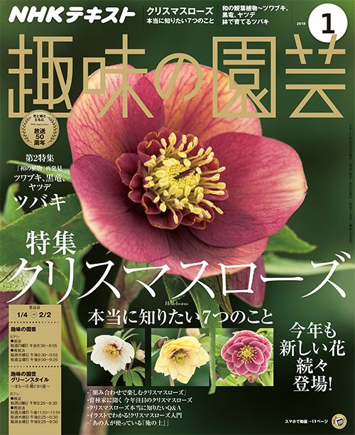 クリスマスローズ本当に知りたい7つのこと 和の観葉植物 ツバキ 趣味の園芸 1月号 みんなの趣味の園芸