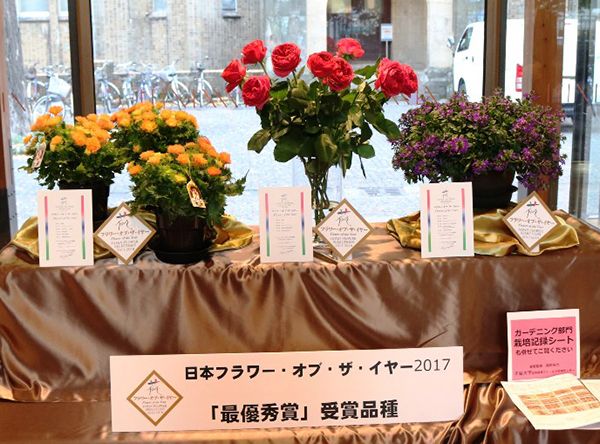 注目の日本フラワー・オブ・ザ・イヤー2017はこの花！受賞品種を発表