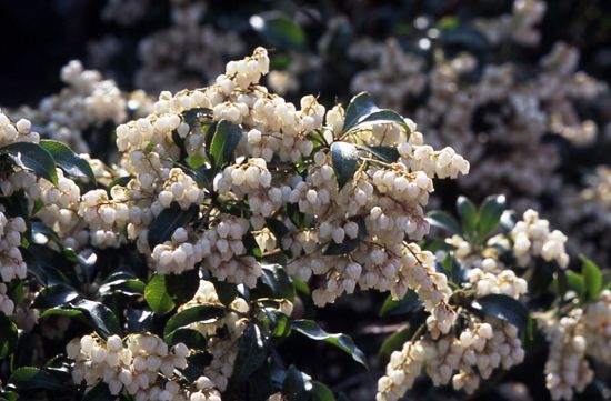 早春の花 馬酔木（アセビ）/香りを暮らしに取り入れる【今週の番組情報2/11】