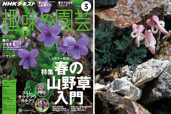 ギリシャで乾燥に耐えて生きる植物の生態は？久山敦さんに山野草について聞いてみた！＜後編＞趣味の園芸3月号こぼれ話