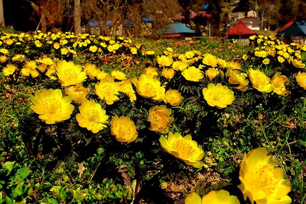 福島県喜多方市で「福寿草まつり」開催！日本最大級の福寿草の群生地に出かけよう