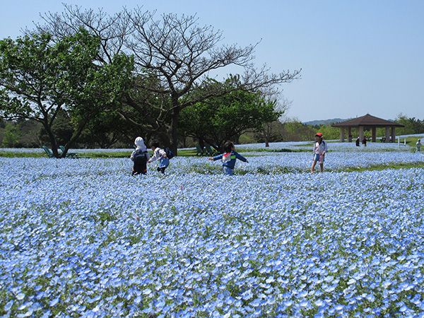 フォトジェニックなフラワースポットがいっぱい「海の中道フラワーピクニック」3月24日から