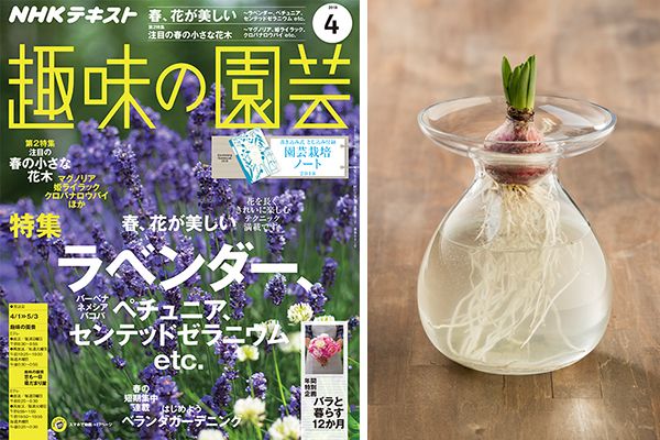 球根は"地中の宝石"！？ 若松康史さんに球根植物について聞いてみた！＜後編＞趣味の園芸4月号こぼれ話