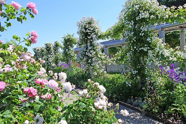 越後丘陵公園で「香りのばらまつり」開催！5月26日～6月17日