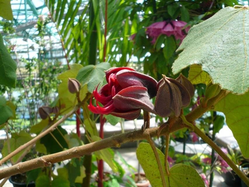 草津市立水生植物公園みずの森で、珍しいデビルズハンドツリー（悪魔の手の木）が開花中！