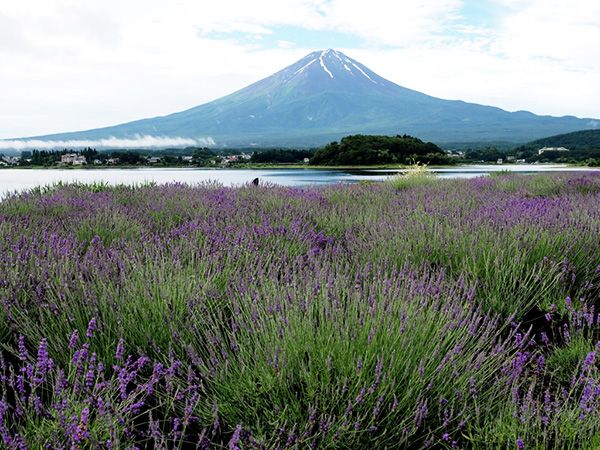 ラベンダー畑から望む絶景の富士山！「河口湖ハーブフェスティバル」6月15日から開催