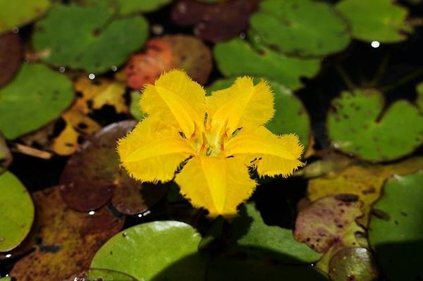 越後丘陵公園の初夏の風物詩、希少な「アサザ」が開花中！