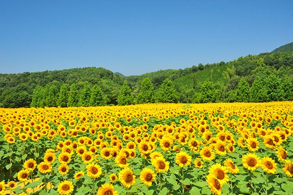 広島・世羅高原に、110万本のヒマワリに会いに行こう！7月28日～8月19日