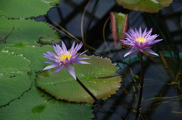 【編集部レポート】国内最大級！ スイレンで涼を感じよう！ 水生植物公園みずの森に行ってきました