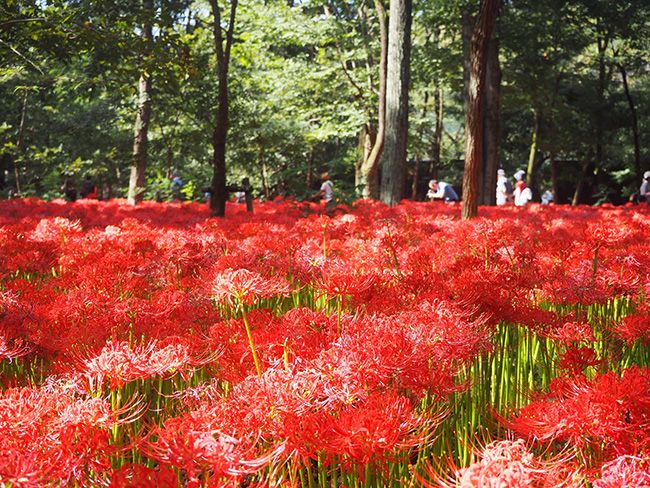 一面に広がる赤いじゅうたん「巾着田曼珠沙華まつり」9/15～9/30開催