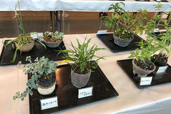 宇治市植物公園で「秋の山野草展」開催！9月28日～30日