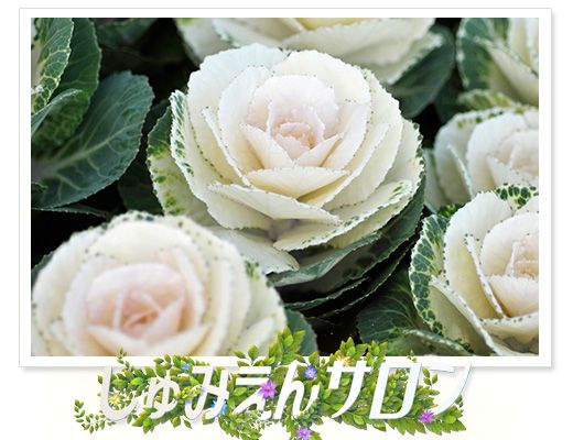 番組ホームページで写真を募集中！1月のテーマは「冬を彩る花」～しゅみえんサロン～