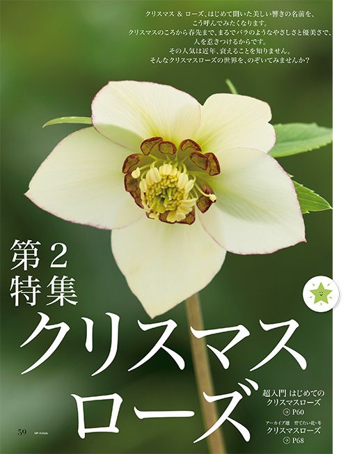 クリスマスローズ～好評発売中『趣味の園芸』1月号の第2特集