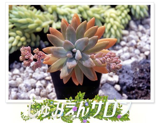 番組ホームページで写真を募集中！2月のテーマは「多肉植物」～しゅみえんサロン～