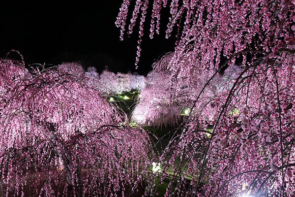 期間限定の一般開放、鈴鹿の森庭園で「しだれ梅まつり」開催！2/23～3/31まで