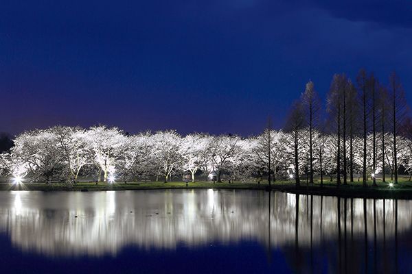 トウツバキにウメ、息をのむサクラ並木と見どころいっぱい！富山県中央植物園に出かけよう