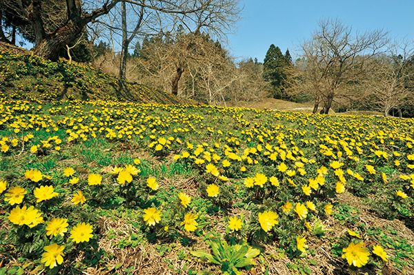 福島県喜多方市で「福寿草まつり」開催！日本最大級の福寿草の群生地に出かけよう