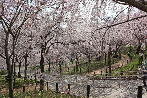 名古屋ゆかりの植物学者、「伊藤圭介」と歩く東山動植物園「桜の回廊」