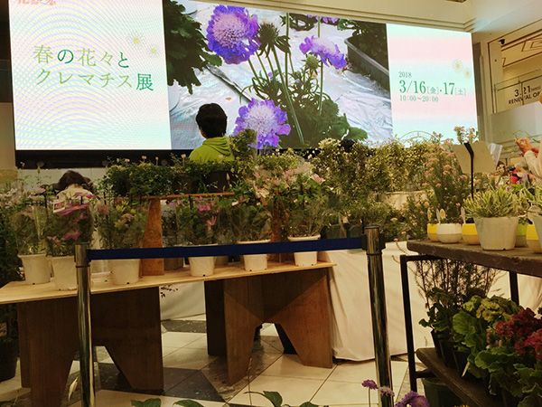 「小輪ベル型」か「大輪咲き」か、あなたのお好みは!?～2019年「春の花々とクレマチス展」開催