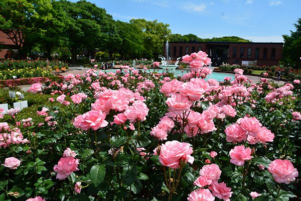 五感で感じる花と芸術の庭園、石橋文化センターに出かけよう！「春のバラフェア」4/28から開催