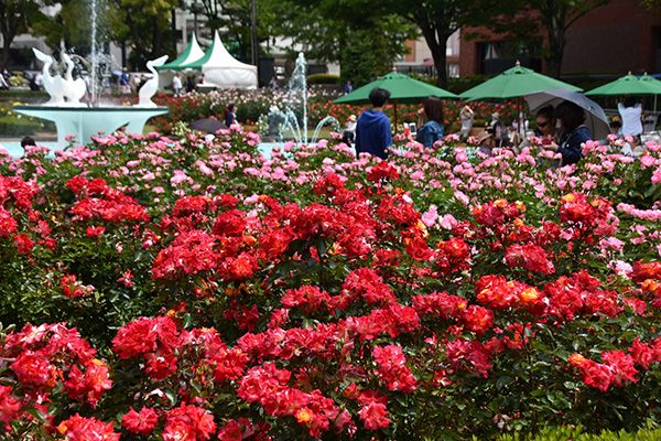 【全国バラの祭典ガイド2019】各地の主要イベントを紹介！咲き誇るバラを見に出かけよう