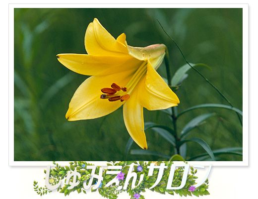 番組ホームページで写真を募集中！7月のテーマは「野の花」～しゅみえんサロン～