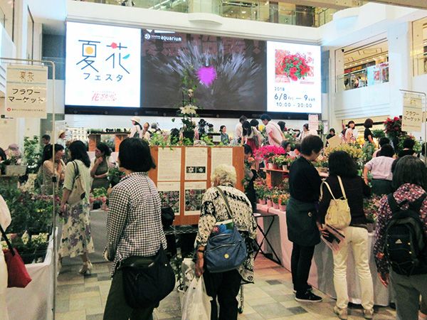 6月14日（金）・15日（土）、夏・秋のガーデニングを先取り～「夏花フェスタ～夏の花々と多肉植物」