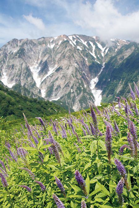 涼を呼ぶ夏の山野草～好評発売中『趣味の園芸』7月号の第2特集