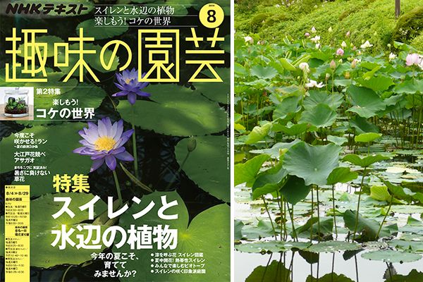 琵琶湖のハスを救え！若松康史さんにスイレンと水生植物について聞いてみた！＜後編＞趣味の園芸8月号こぼれ話