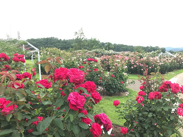 なかなか見られない!? 越後丘陵公園「香りのばら園」で、バラの二番花が開花中！