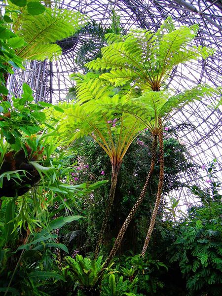 都心でエキゾチックな熱帯植物が観賞できる！夢の島熱帯植物館に出かけてみよう