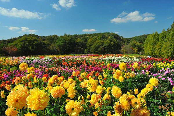 西日本最大！550品種のダリアが咲き誇るダリア祭、世羅高原で9/14～10/27開催