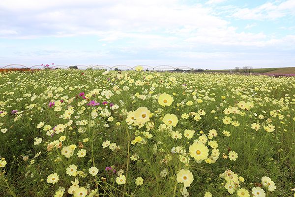 首都圏最大級！約1200万本のコスモスに秋を感じよう「コスモスフェスティバル」10月26日・27日開催！※中止※